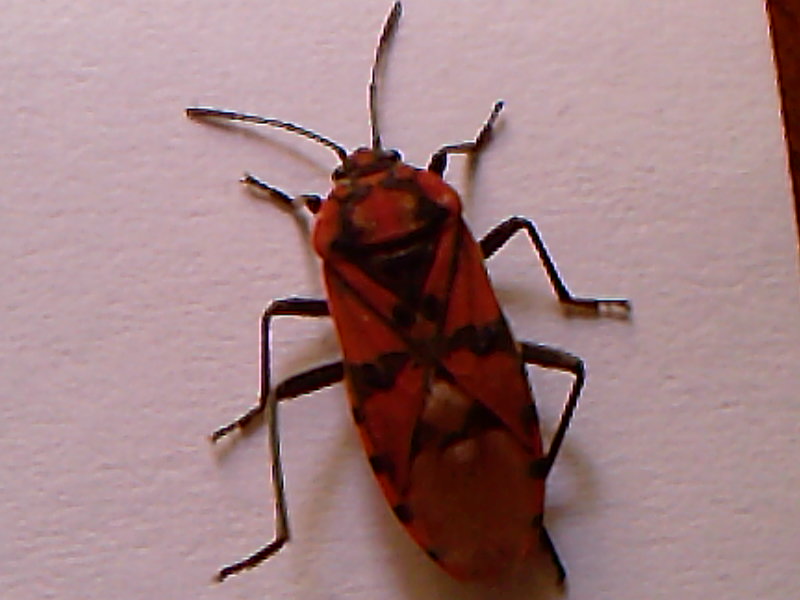 Spilostethus pandurus, S. saxatilis (Heteroptera, Lygaeidae)